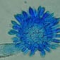 aspergillus-flavus