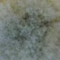 aspergillus-2