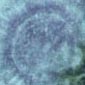 aspergillus