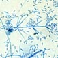 verticillium-sp